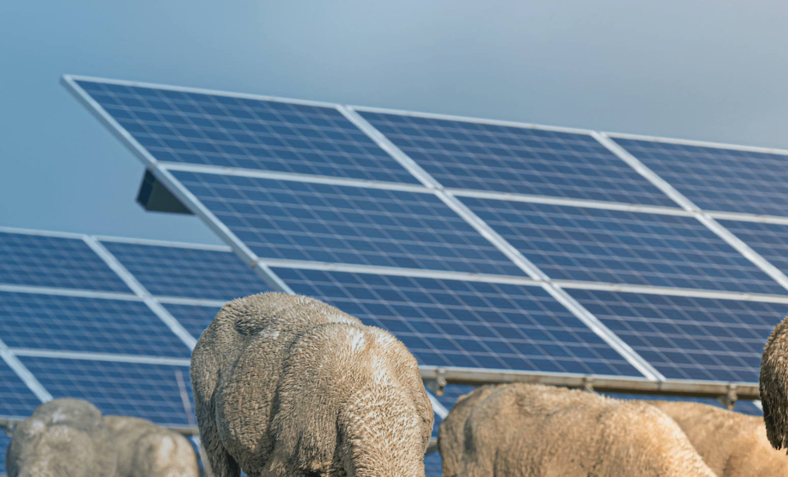 Solar-animal husbandry complementation